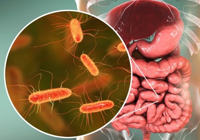 A diagram of the human intestine in the background, with intestinal bacteria shown in a circle in the foreground