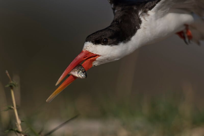 Close-up of a black skimmer bird with a long red and yellow beak. It was flying low over the blurry grass, holding a small fish in its beak.