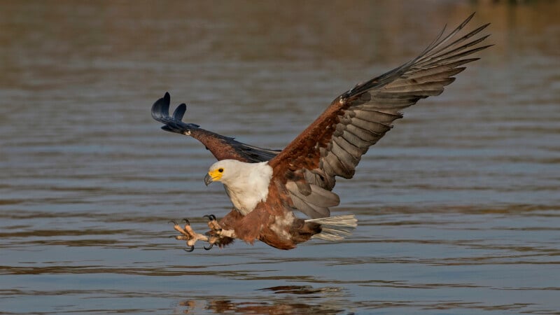 An African sea eagle swoops low over the water with its wings spread wide and its talons extended, trying to grab prey from the surface. The bird's striking brown, white, and black plumage is reflected in the water.