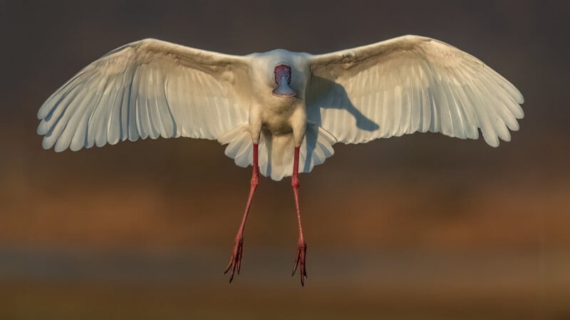 Against a blurred brown and green background, a white bird with long wings outstretched, pink legs stretched downwards, and a pale face flying straight towards the camera.