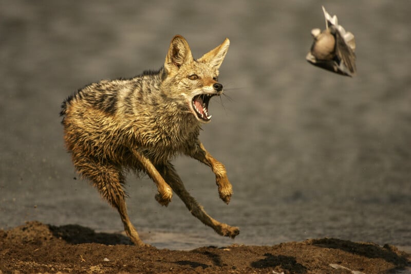 Against a blurry, earthy background, a wet jackal hops with its mouth open, as if trying to catch a bird that flies out of reach.