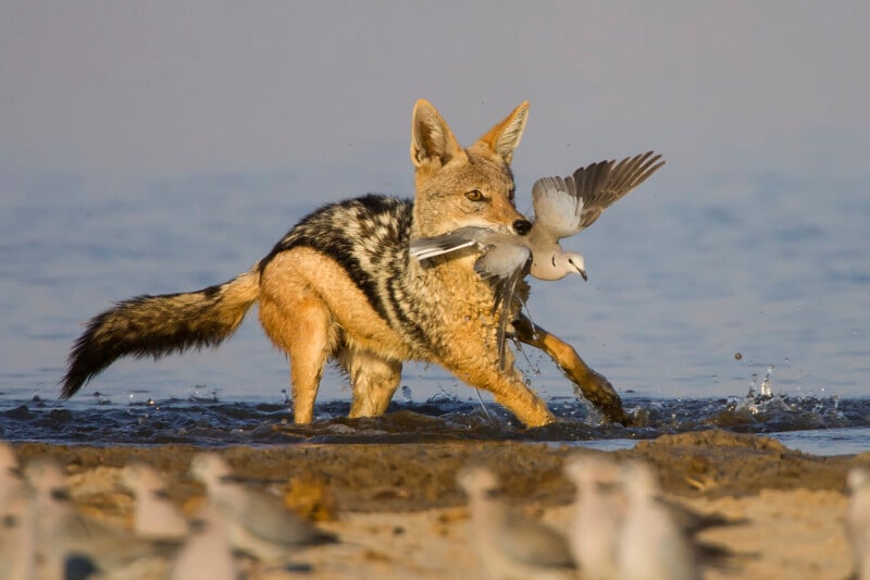 A black-backed jackal stands in shallow water with a caught white bird in its mouth, while other birds watch from the foreground.