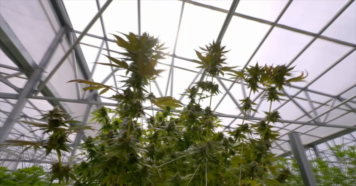 Georgia may also see major changes to its medical marijuana laws. Some doctors are sounding the alarm