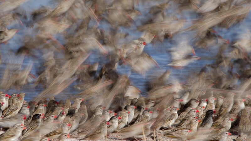 A large flock of small brown birds with red beaks. Some are perched flat on the ground, while others are flying with fuzzy wings, creating a sense of movement against the blue water background.
